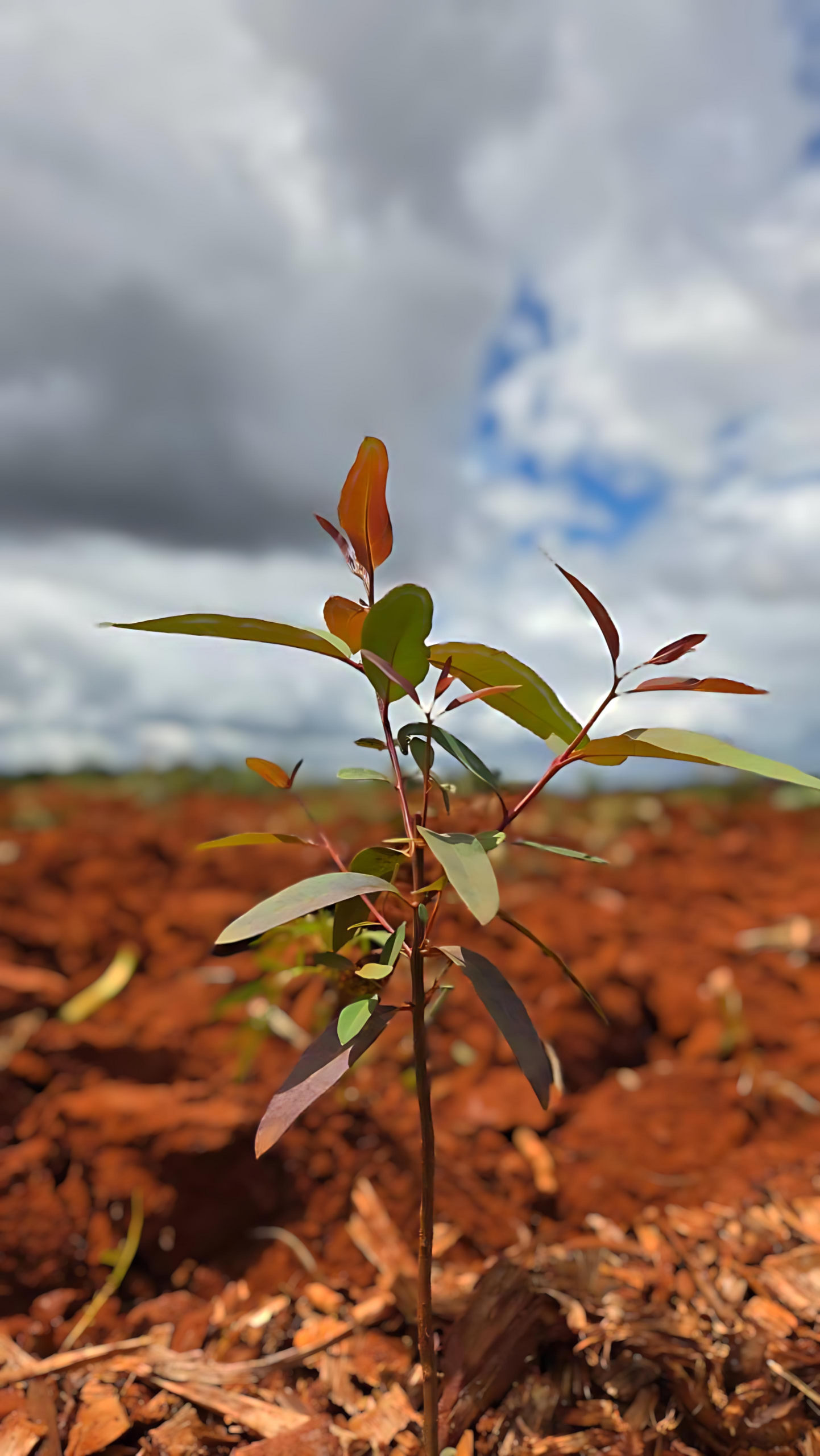 Eucalyptus Seedling