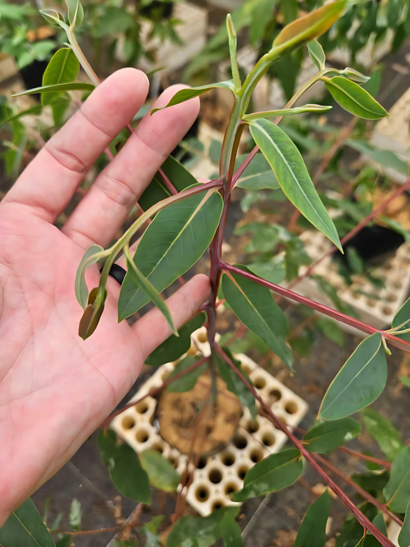 Euc Leaves