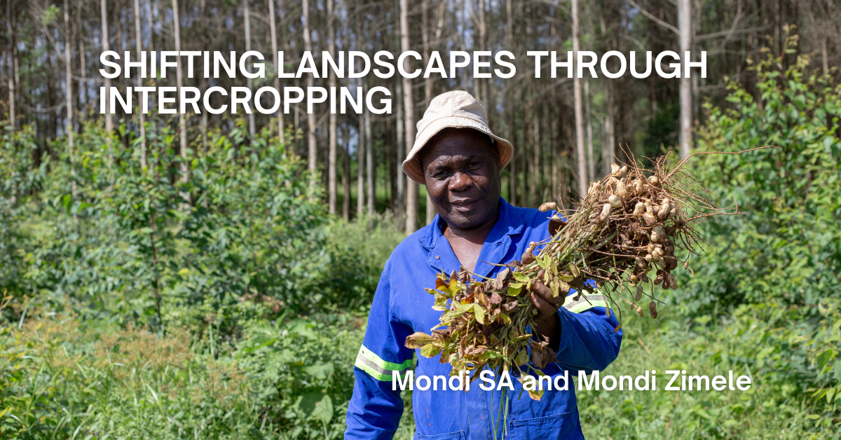 Mondi Intercropping