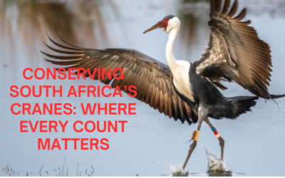 Conserving South Africa’s Cranes: Where Every Count Matters